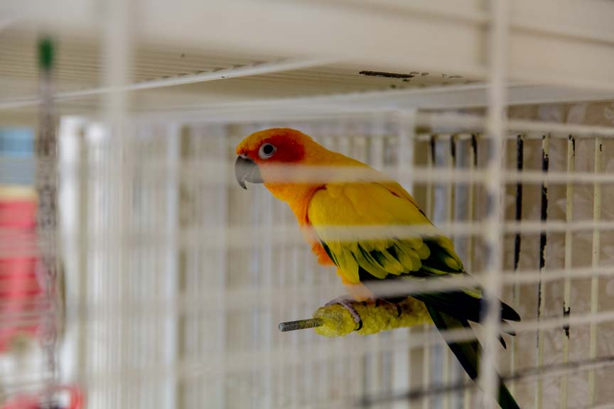 carrier-mills-nursing-rehabilitation-center-img-4 Close-up shot of a pet bird at the Carrier Mills Nursing and Rehabilitation Center, from the Carrier Mills Gallery